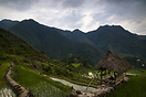 Refuge in the rice terraces of Batad.