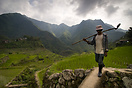 Farmer in walking along a Batad rice terrace.