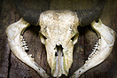A carabao skull in a Ifugao traditional house.