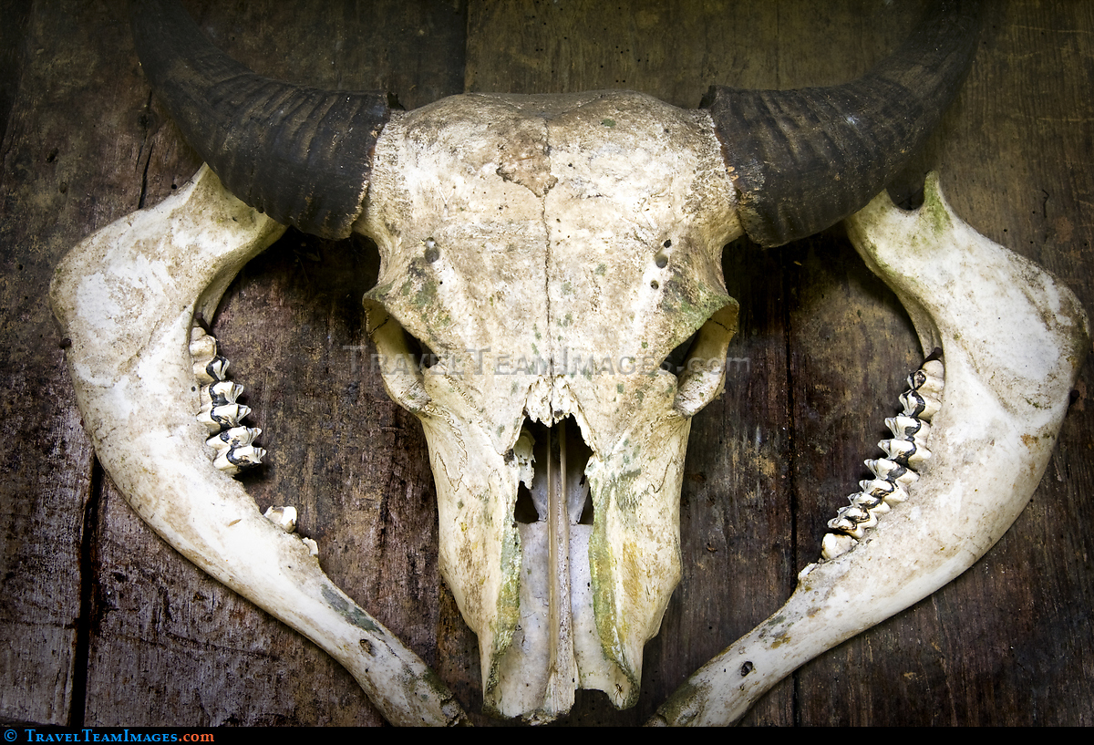 Carabao Skull, Banaue