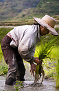 Woman working in her rice field near Banaue.