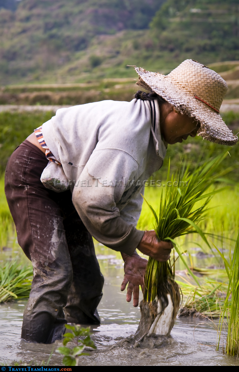 Banaue Rice Farmer