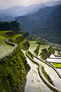 Rice terraces near Banaue.