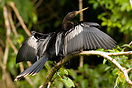 An Anhinga (Anhinga anhinga) drying out its wings and feathers. Tortug...