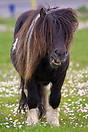 A rugged-looking Shetland Pony, a species indigenous to the Shetland I...