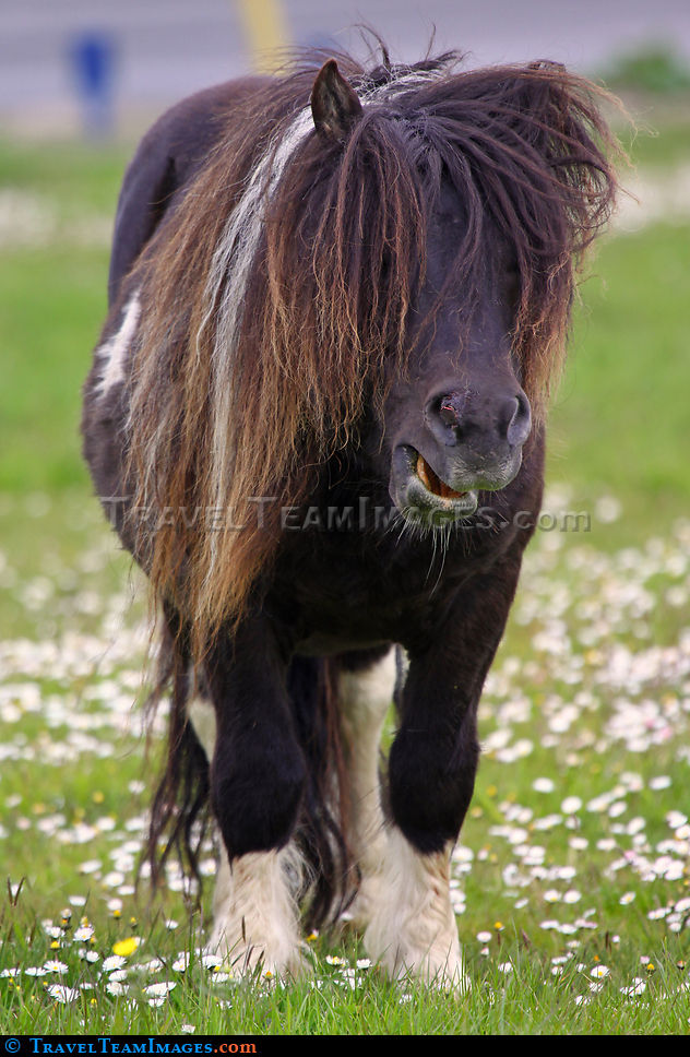 Shetland Pony
