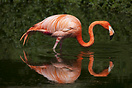 American Flamingo, Copenhagen Zoo