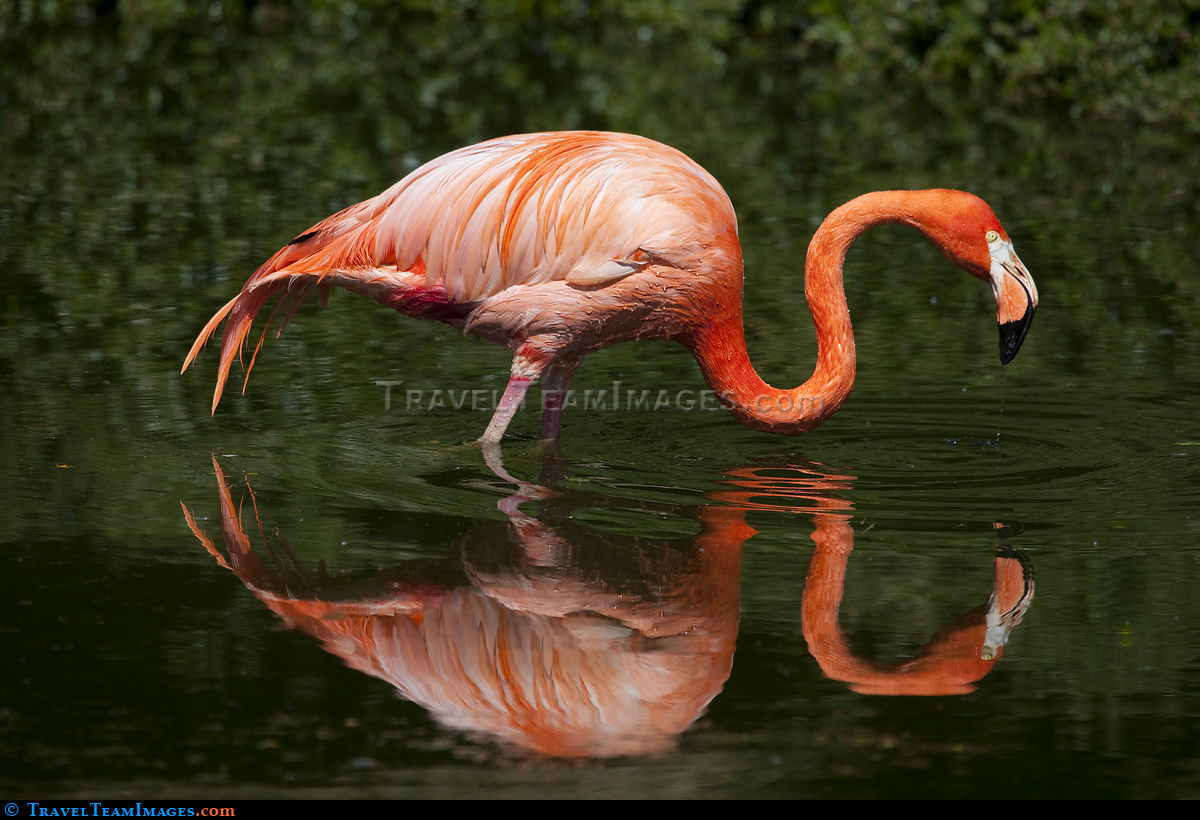 American Flamingo