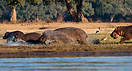 A group of Hippos running into the waters of the Zambezi. Seen in Lowe...