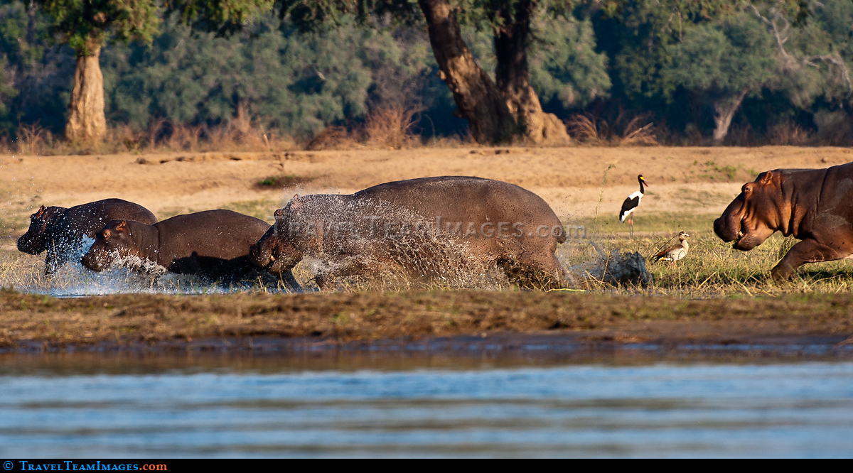 Hippos On The Run